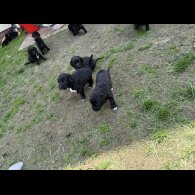 Mixed Breed - Both
