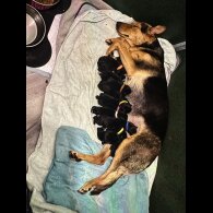 Mixed Breed - Both