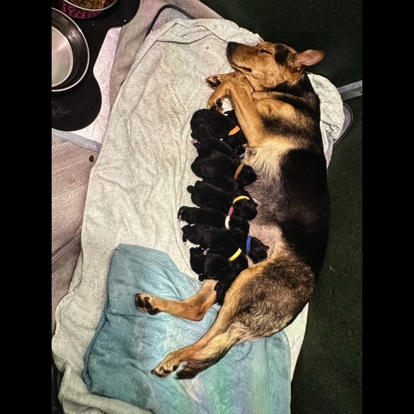 Mixed Breed - Both