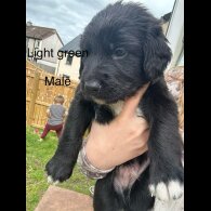 Mixed Breed - Both