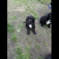 Mixed Breed - Both