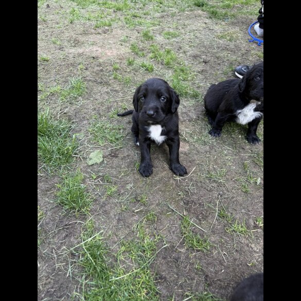 Mixed Breed - Both