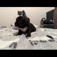 Mixed Breed - Both