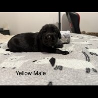Mixed Breed - Both