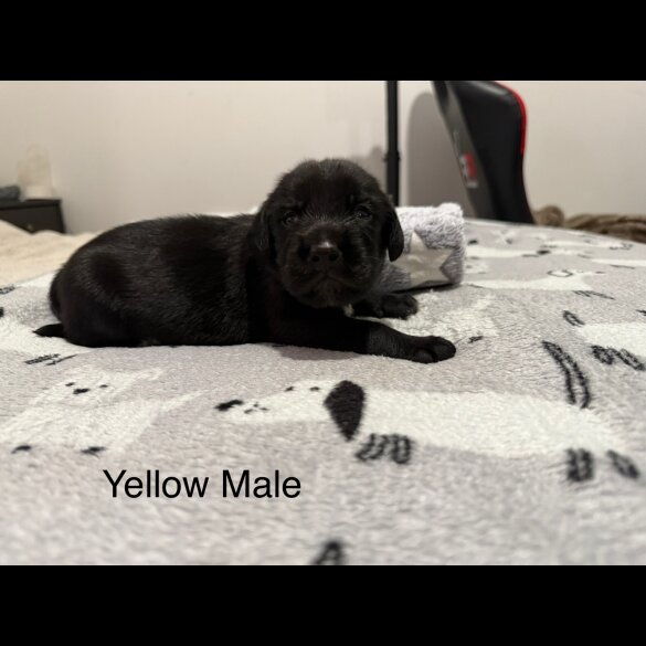 Mixed Breed - Both