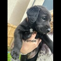 Mixed Breed - Both