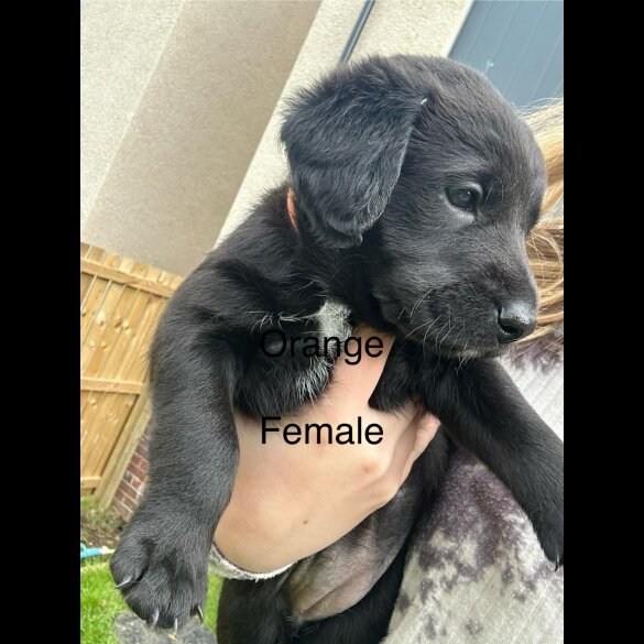 Mixed Breed - Both