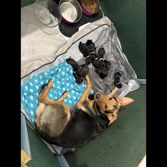 Mixed Breed - Both