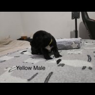 Mixed Breed - Both