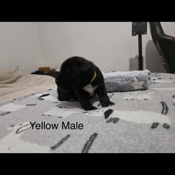 Mixed Breed - Both