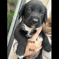 Mixed Breed - Both
