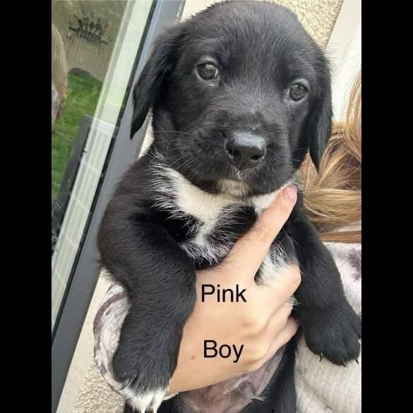 Mixed Breed - Both