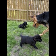 Mixed Breed - Both
