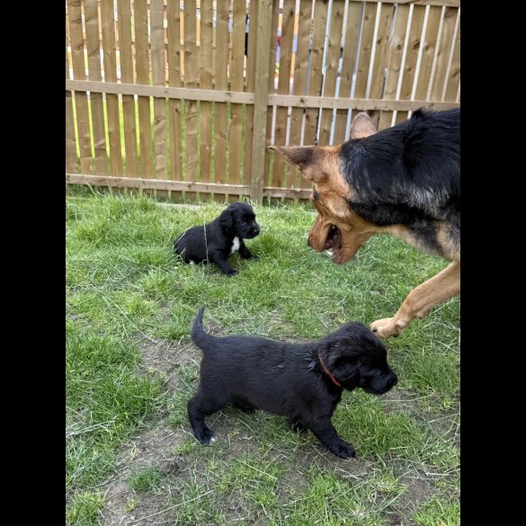 Mixed Breed - Both