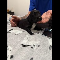 Mixed Breed - Both