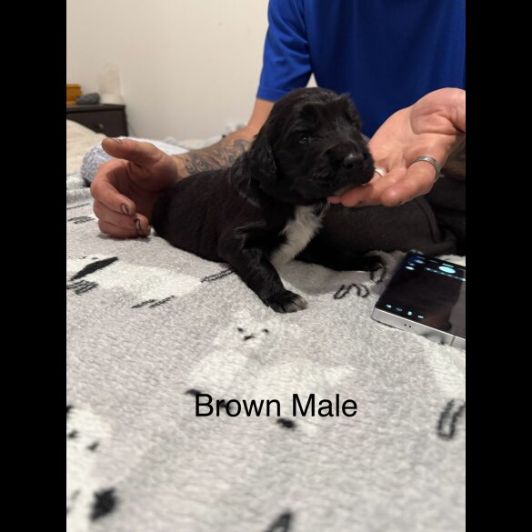 Mixed Breed - Both