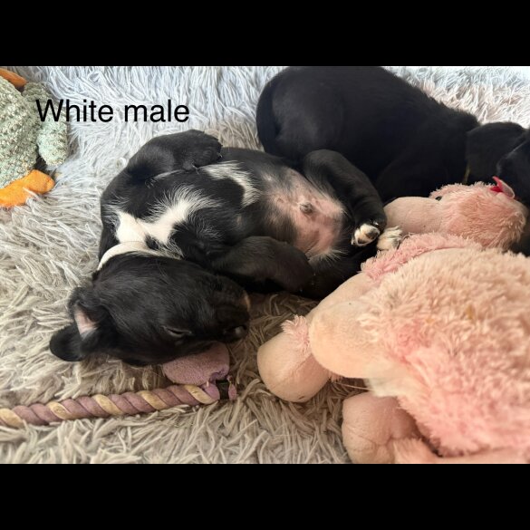 Mixed Breed - Both