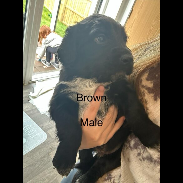 Mixed Breed - Both