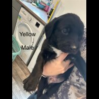 Mixed Breed - Both