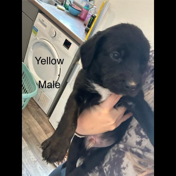 Mixed Breed - Both