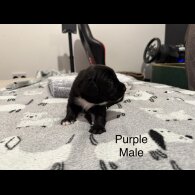 Mixed Breed - Both