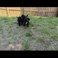Mixed Breed - Both