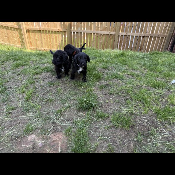 Mixed Breed - Both