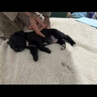 Mixed Breed - Both