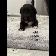 Mixed Breed - Both