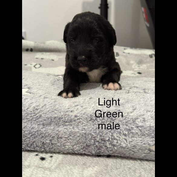 Mixed Breed - Both