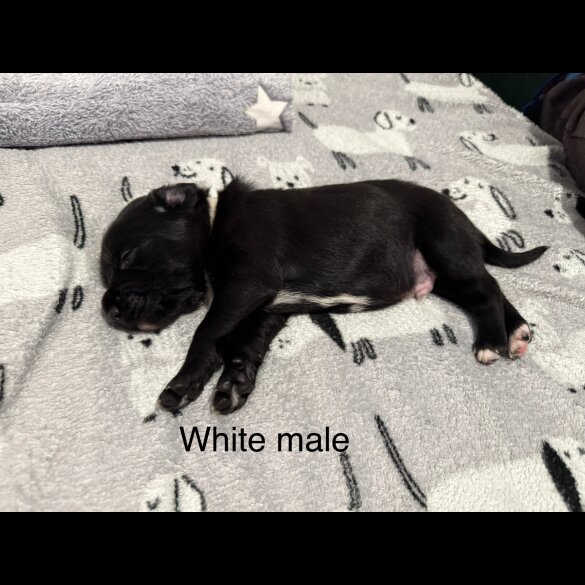 Mixed Breed - Both