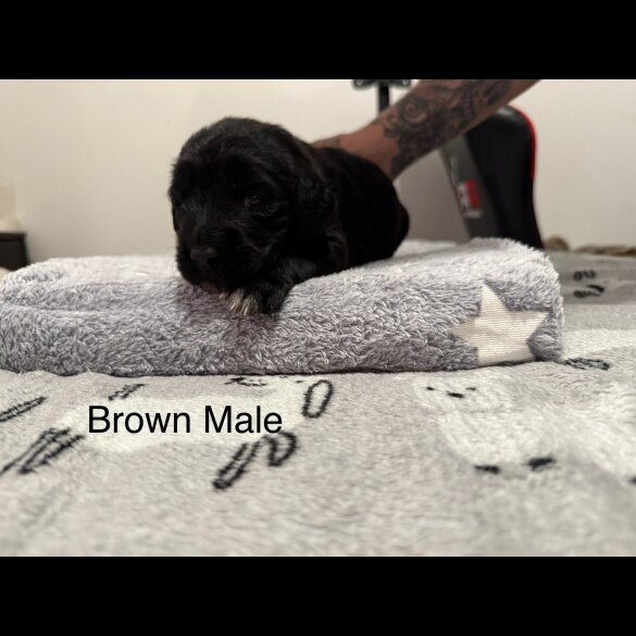 Mixed Breed - Both