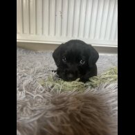 Mixed Breed - Both