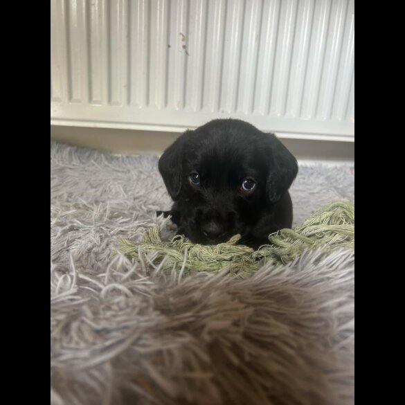 Mixed Breed - Both