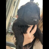 Mixed Breed - Both