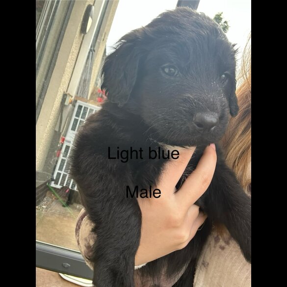 Mixed Breed - Both