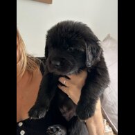 Labrador Retriever - Both