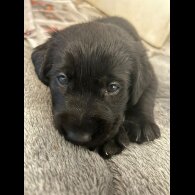 Labrador Retriever - Both