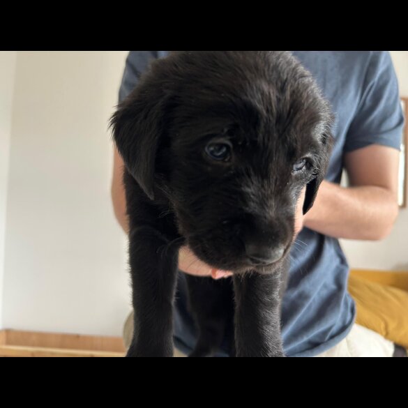 Labrador Retriever - Both