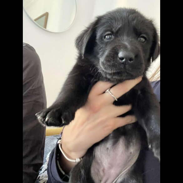 Labrador Retriever - Both