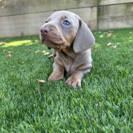 Dachshund (Standard &amp; Miniature) - Both