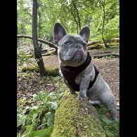 French Bulldog