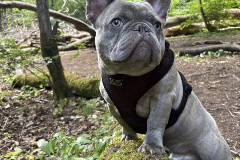 French Bulldog