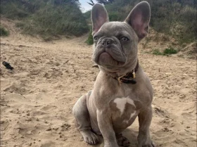 French Bulldog