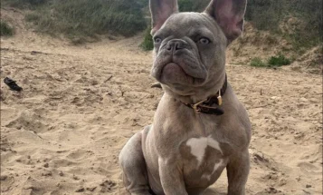 French Bulldog