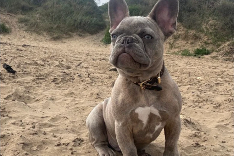 French Bulldog
