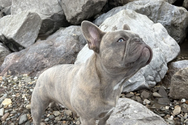 French Bulldog