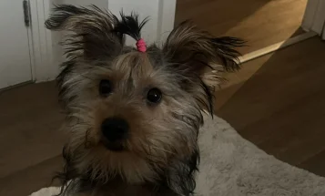 Yorkshire Terrier