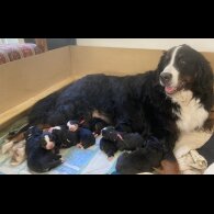 Bernese Mountain Dog - Both