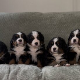 Bernese Mountain Dog - Both